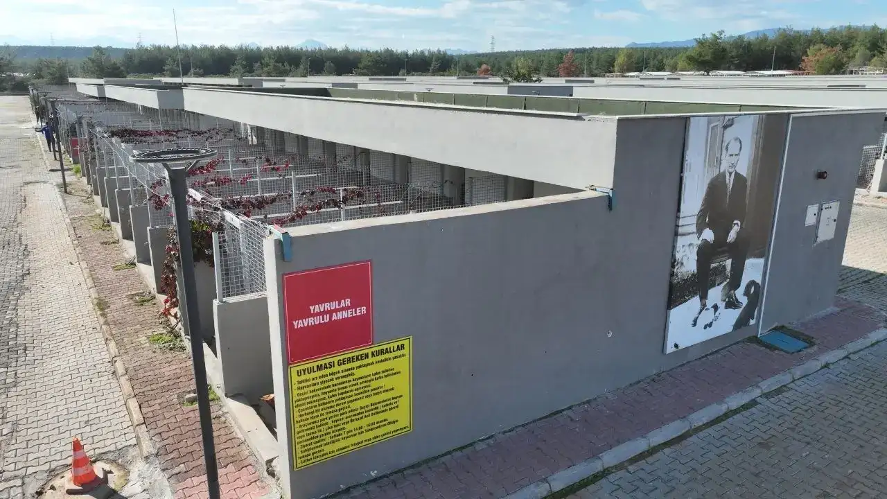 Antalya’da Patili Dostlar İçin Umut Yılı: Binlerce Can Kurtarıldı! 5